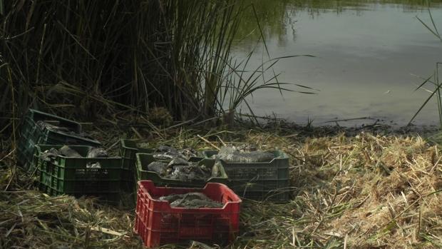 Aparecen muertas miles de carpas en Hellín