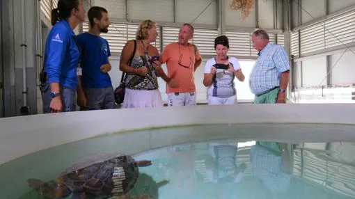 Cuatro amigos franceses salvan a una tortuga que había quedado enredada entre plásticos en alta mar