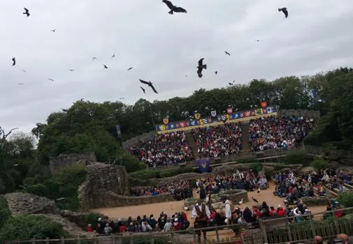 Más de 210 aves vuelan al mismo tiempo en el espectáculo de cetrería