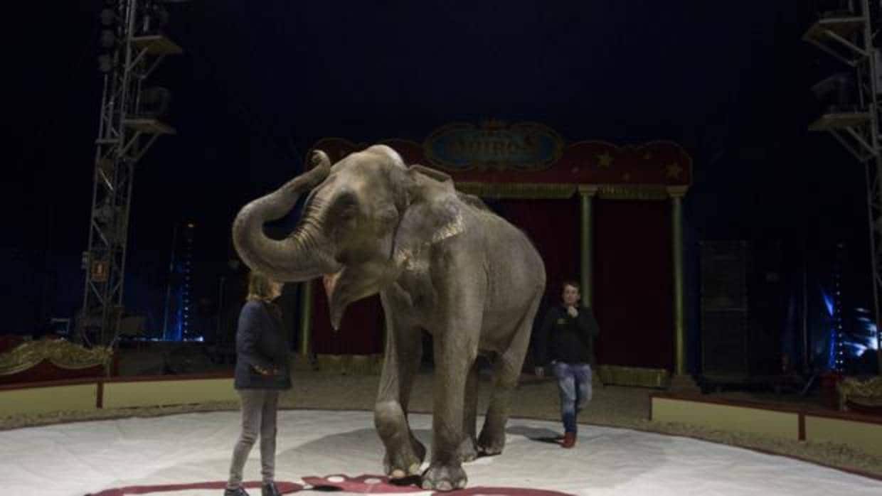 Un elefante, entre cuidadores en un circo