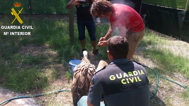 La Guardia Civil auxilia en Chulilla a un buitre leonado que no podía volar