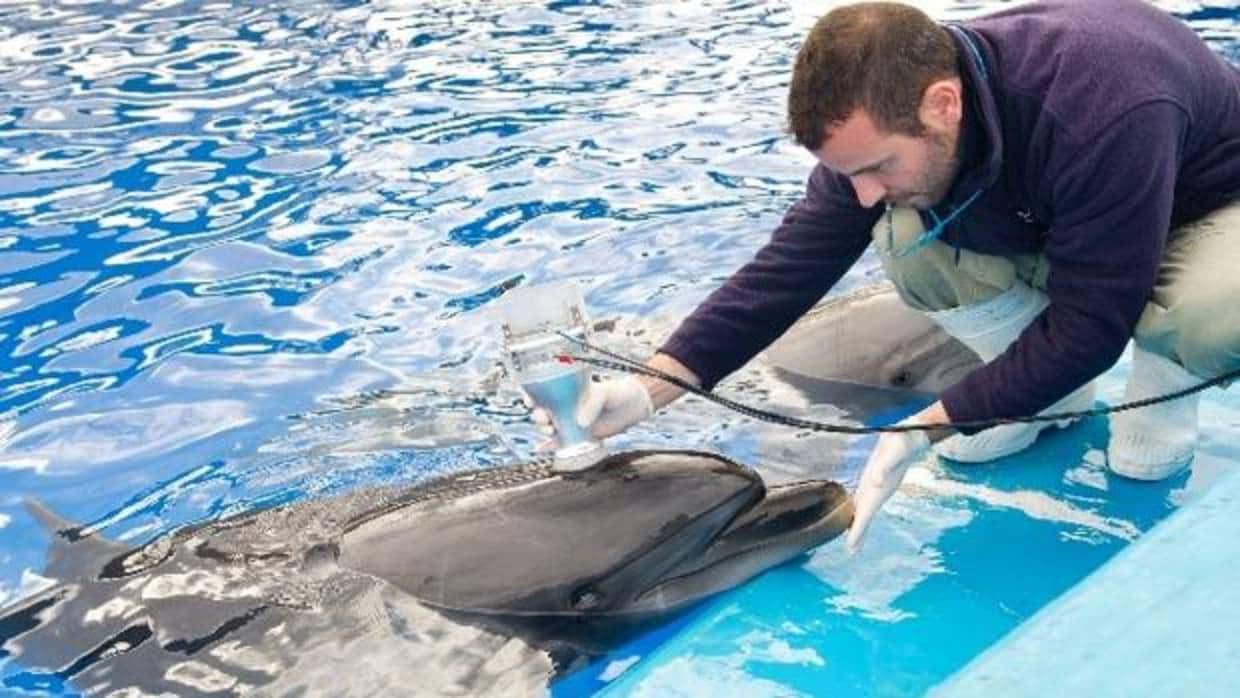 Uno de los cuidadores realiza una espirometría a un delfín del Oceanogràfic de Valencia