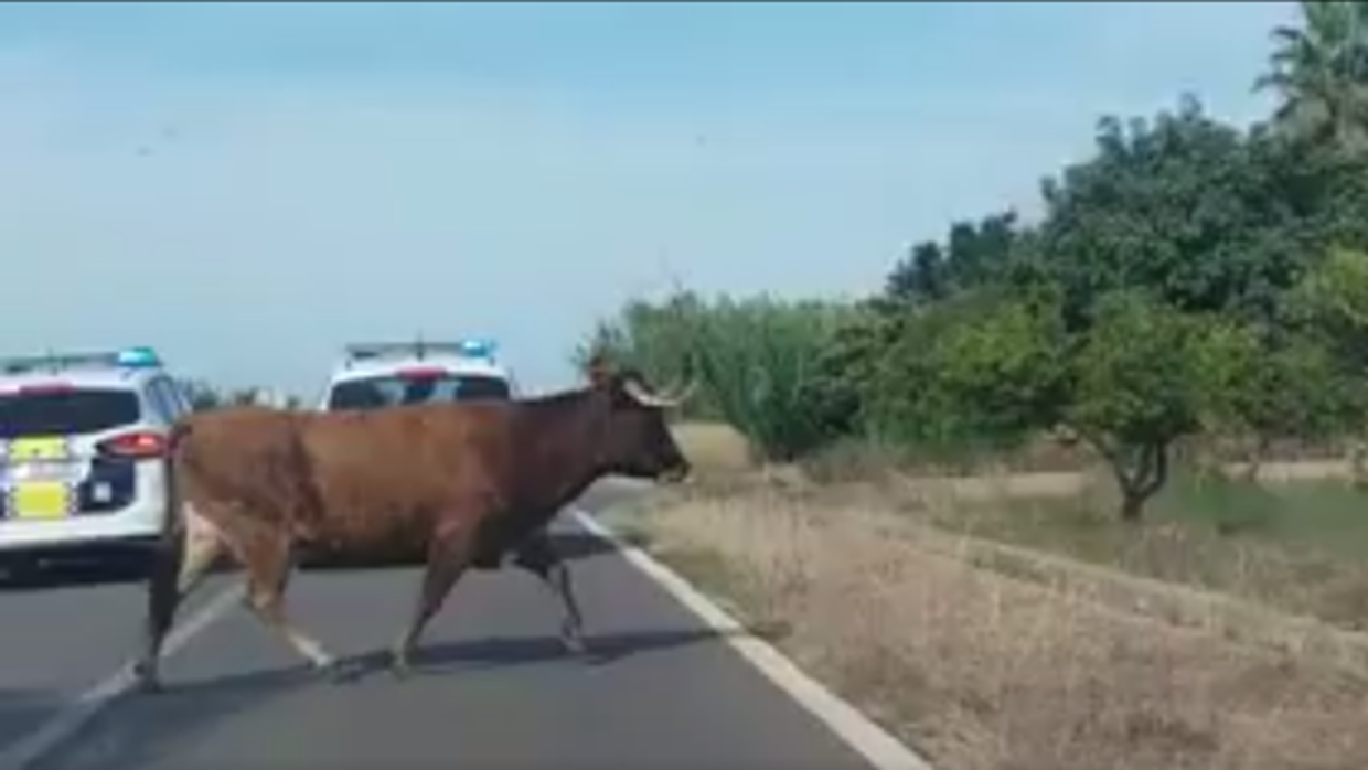 Una de las dos vacas escapadas perseguidas por la Policía Local de Burriana por el campo