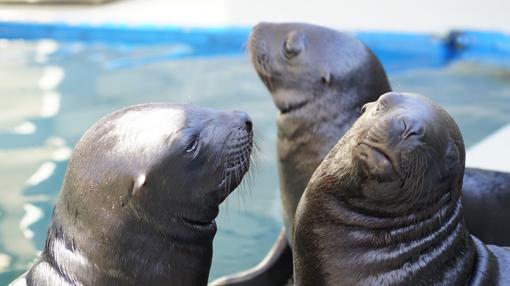 Imagen de los tres cachorros