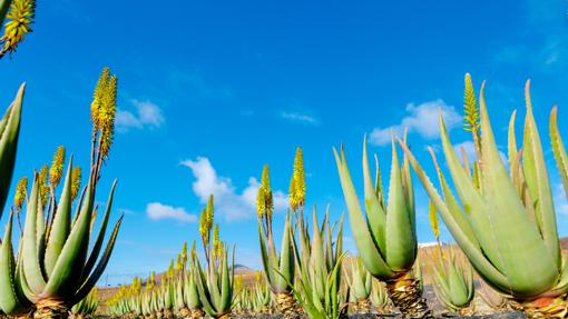 5 plantas medicinales canarias que debes conocer