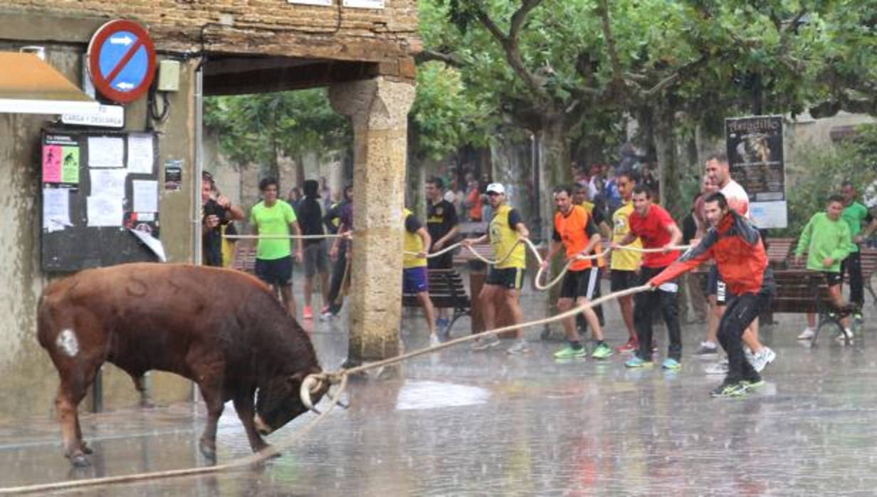 Celebración del toro enmaromado en Astudillo, Palencia, en 2016, antes del fallo del TSJ