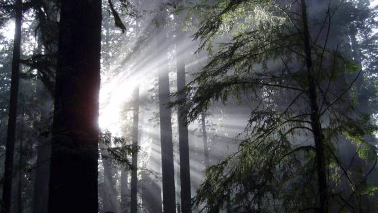 Rayos de sol penetrando en un bosque
