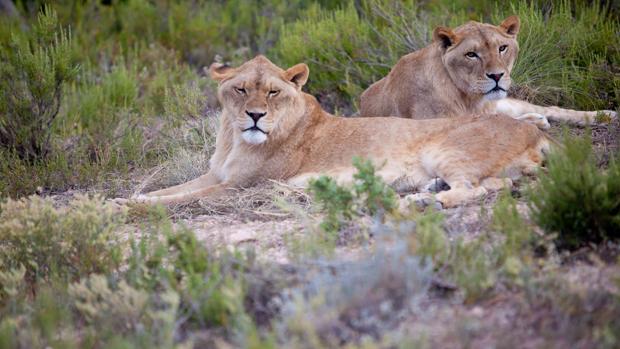 Uno de los circos «más prestigiosos de España» dona un león y siete tigres y promete no usar más animales