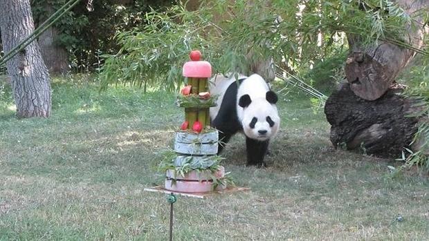 Madrid se despide de su panda Xing Bao