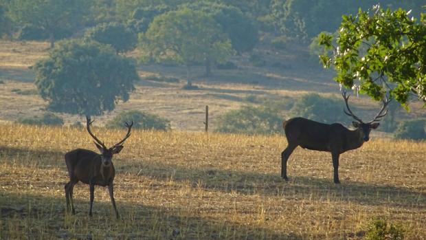 Los Yébenes enseña la berrea