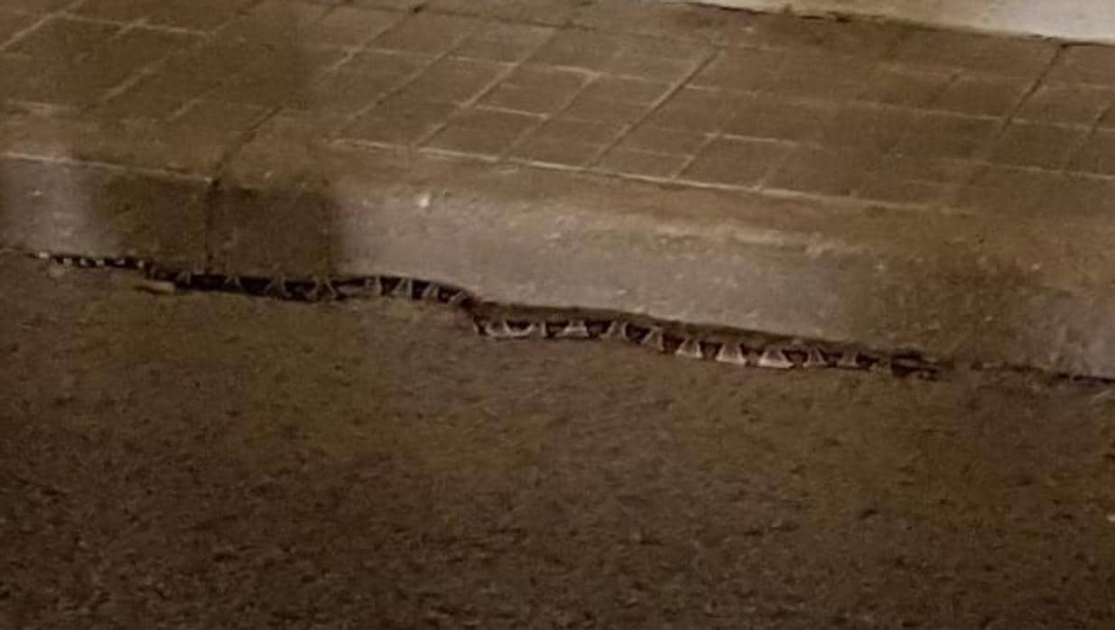 Una serpiente rey mexicana, por las calles de un pueblo de Madrid
