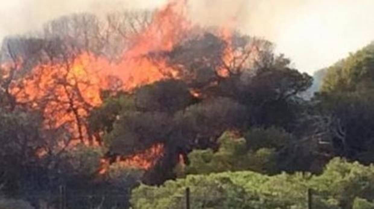 Zona afectada por el fuego en la pinada de Guardamar del Segura