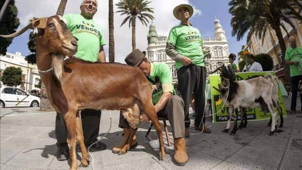 Acto de Los Verdes en Canarias con cabras