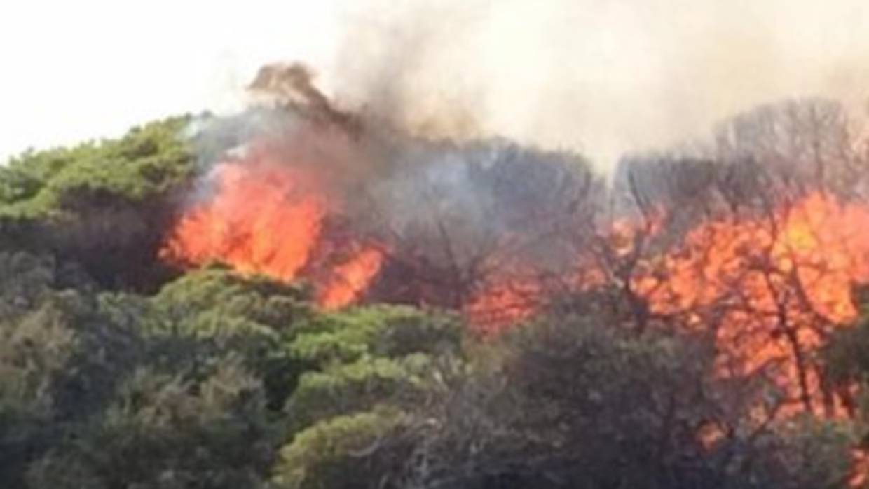 Llamas de uno de los incendios en Guardamar del Segura