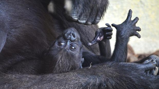 Vídeo: así es el nacimiento de una cría de gorila en Bioparc