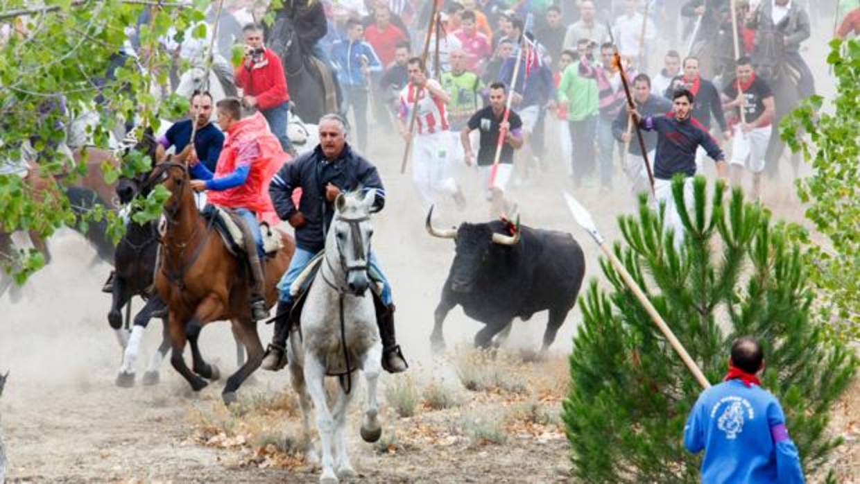 Imagen del Toro de la Vega de Tordesillas (Valladolid) de 2015