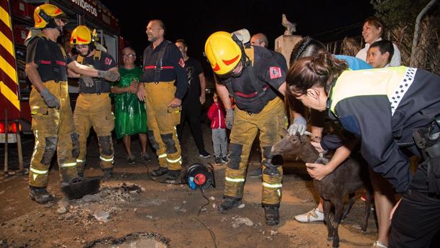 Vídeo: los bomberos rescatan a una cabra atrapada en un desagüe gracias al olfato de un perro