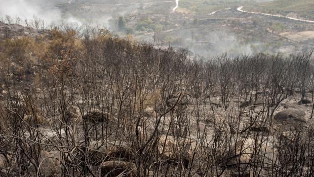 Más de 200 hectáreas afectadas por los fuegos de la última semana