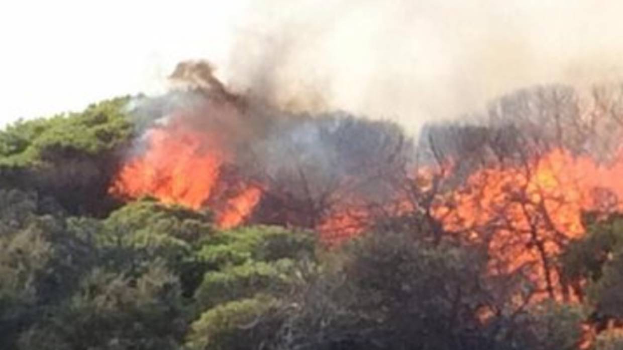 Uno de los ocho incendios provocados en la pinada de Guardamar del Segura en el último mes