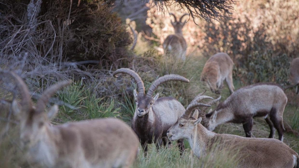 Ejemplares de cabra montés en el Parque Nacional del Guadarrama