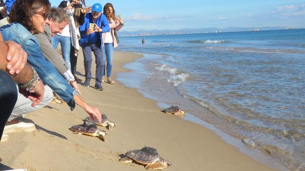 La Fundación Oceanogràfic suelta diez tortugas del nido de Sueca criadas en el Arca del Mar