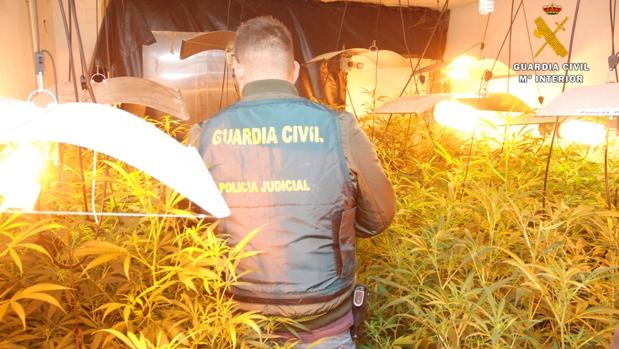 Detenido un hombre de 65 años con un laboratorio con más de 200 plantas de marihuana