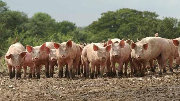 Recogen 900 firmas contra una granja de cerdos de Guadamur