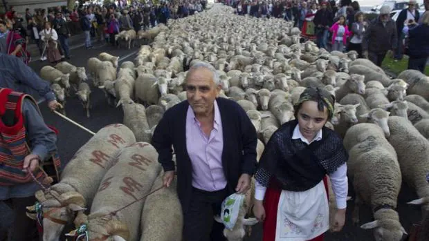 Fiesta de la Trashumancia: más de 1.300 ovejas y cabras recorren este domingo el centro de Madrid