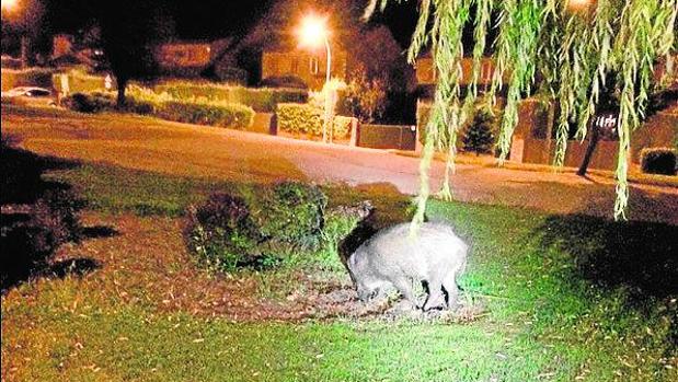 La Comunidad propone el sacrificio para acabar con la «plaga» de jabalíes de Torrelodones