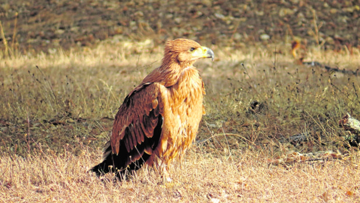 Ejemplar de águila imperial ibérica