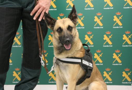 El agente Floki, el nuevo perro detector de dinero único de la Guardia Civil en la Comunidad Valenciana