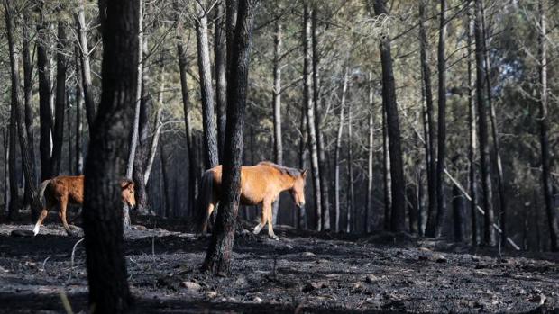 Medio Rural eleva a 50.000 las hectáreas calcinadas porlos incendios