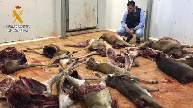 La Guardia Civil retira del mercado 5.500 kilos de carne de caza en mal estado