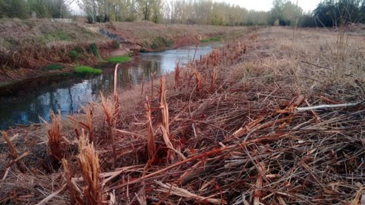 Obras de desbroce del Canal de Castilla cuestionadas por los ecologistas
