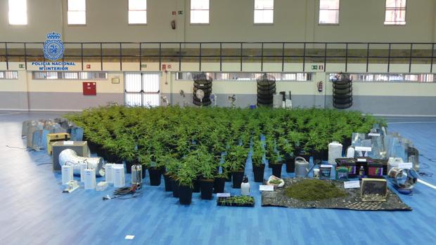 A prisión tres individuos por tener un centro de cultivo de marihuana