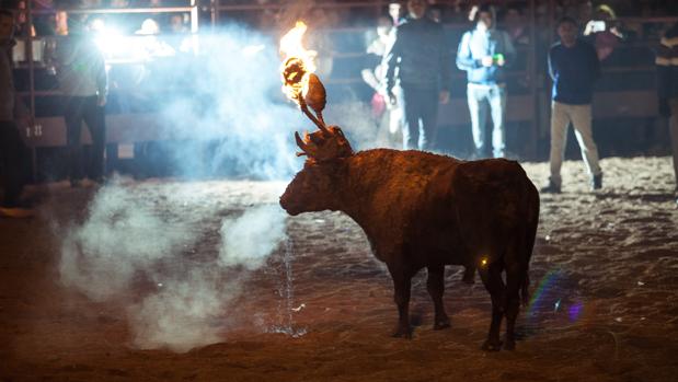 Castilla y León, ante la protesta de los animalistas: «El Toro Jubilo es una fiesta tradicional y legítima»