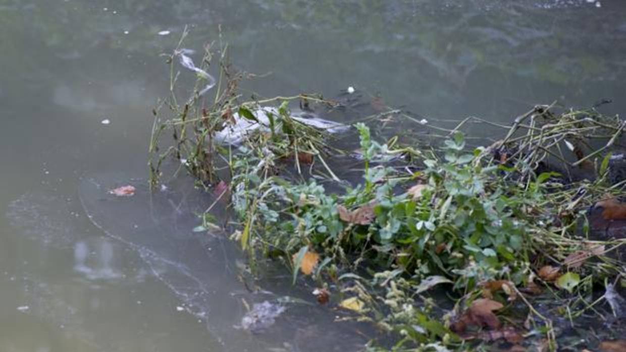 Un arroyo, contaminado con aguas fecales en Madrid