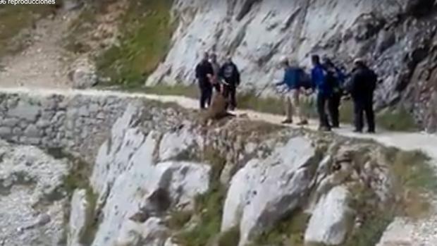 El Seprona estudia diligencias penales contra un grupo de senderistas que despeñó a un jabalí en Picos