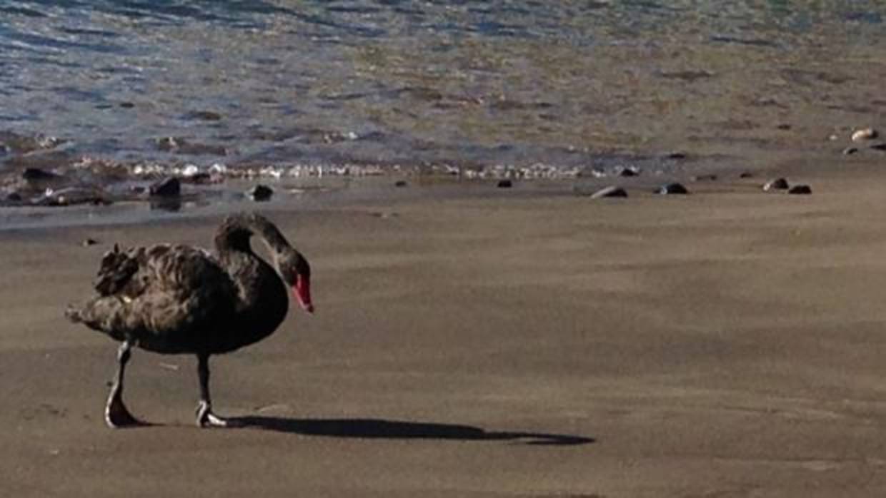 Un cisne negro en La Aldea de San Nicolás, Gran Canaria