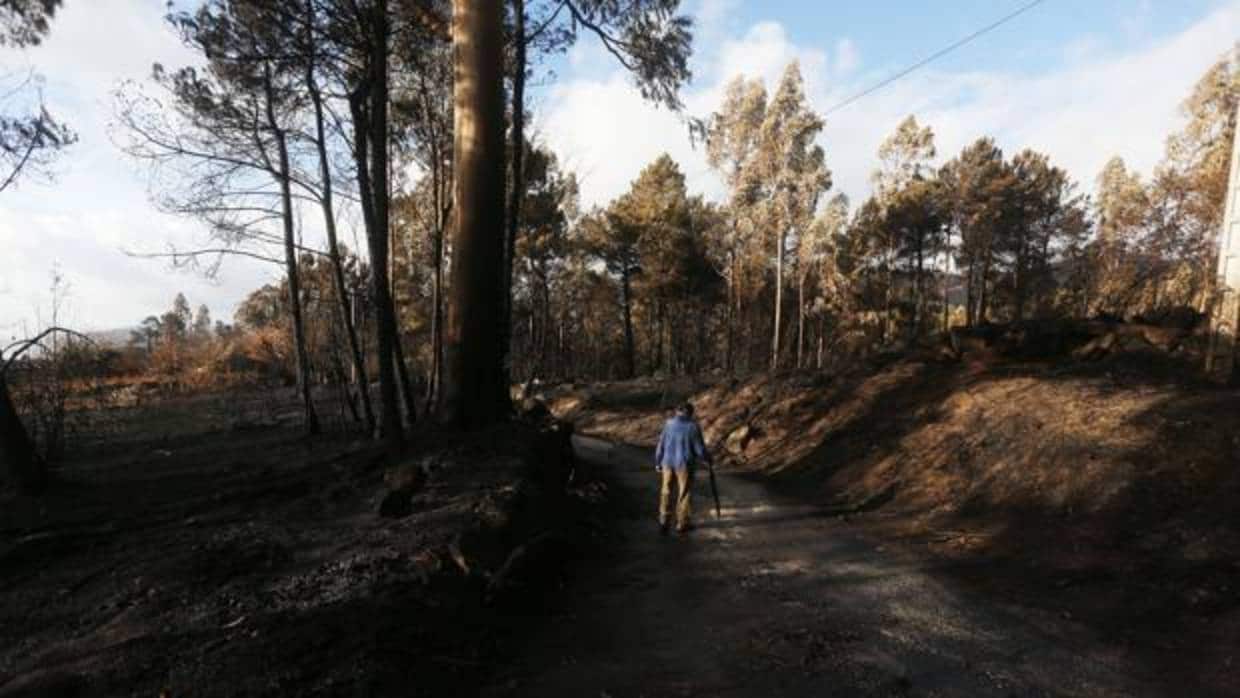 Un vecino pasea en Carballeda de Avia (Orense) entre los montes calcinados durante la ola de incendios