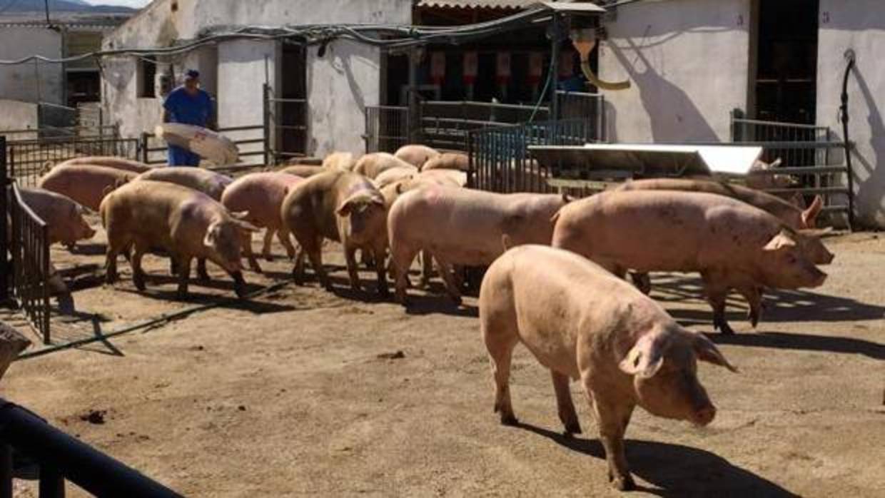 Granja porcina en Castilla-La Mancha