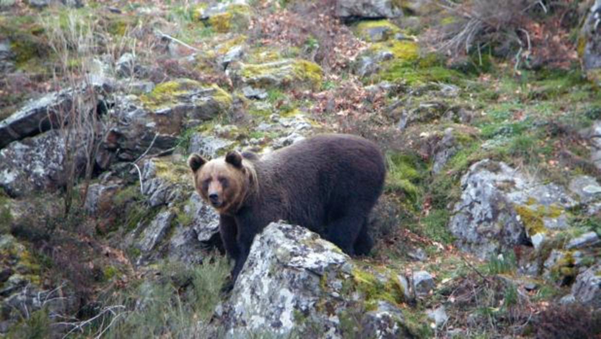 Imagen de archivo de un oso pardo