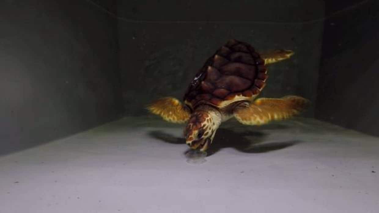 Imagen de una tortuga boba en el momento en el que ingiere una medusa