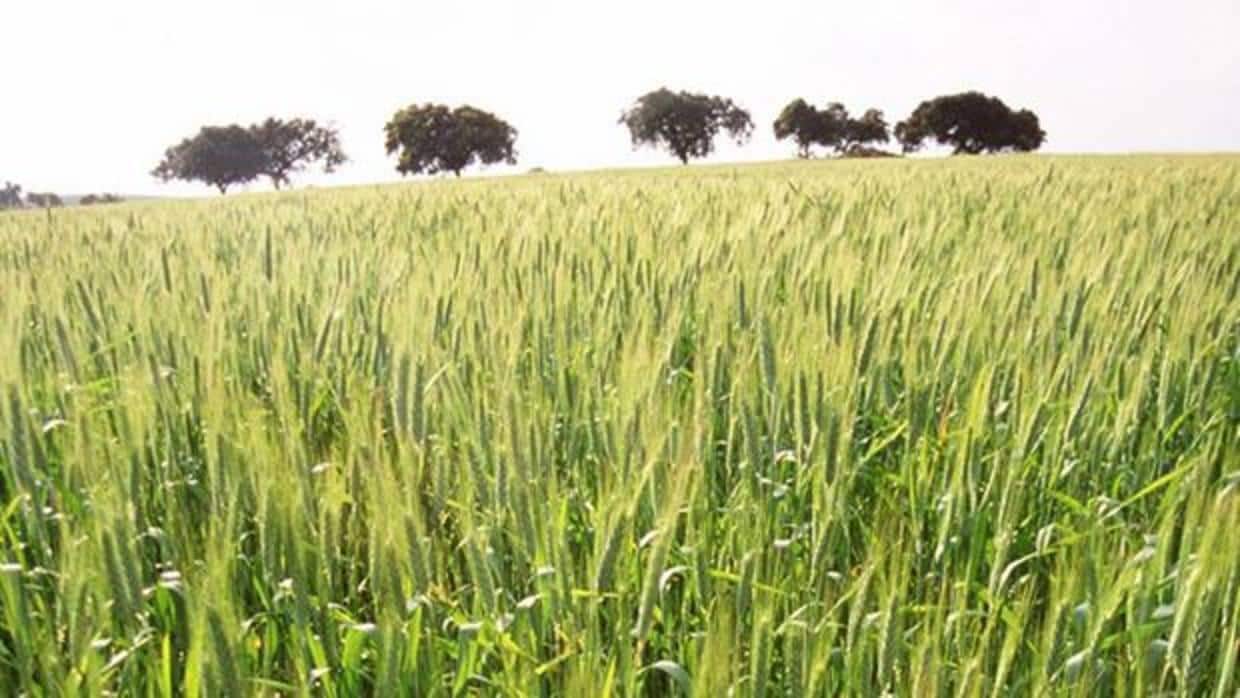El 40% de la superficie se dedicaría a la producció de trigo, otro 40% para biomasa y un 20% para alfalfa