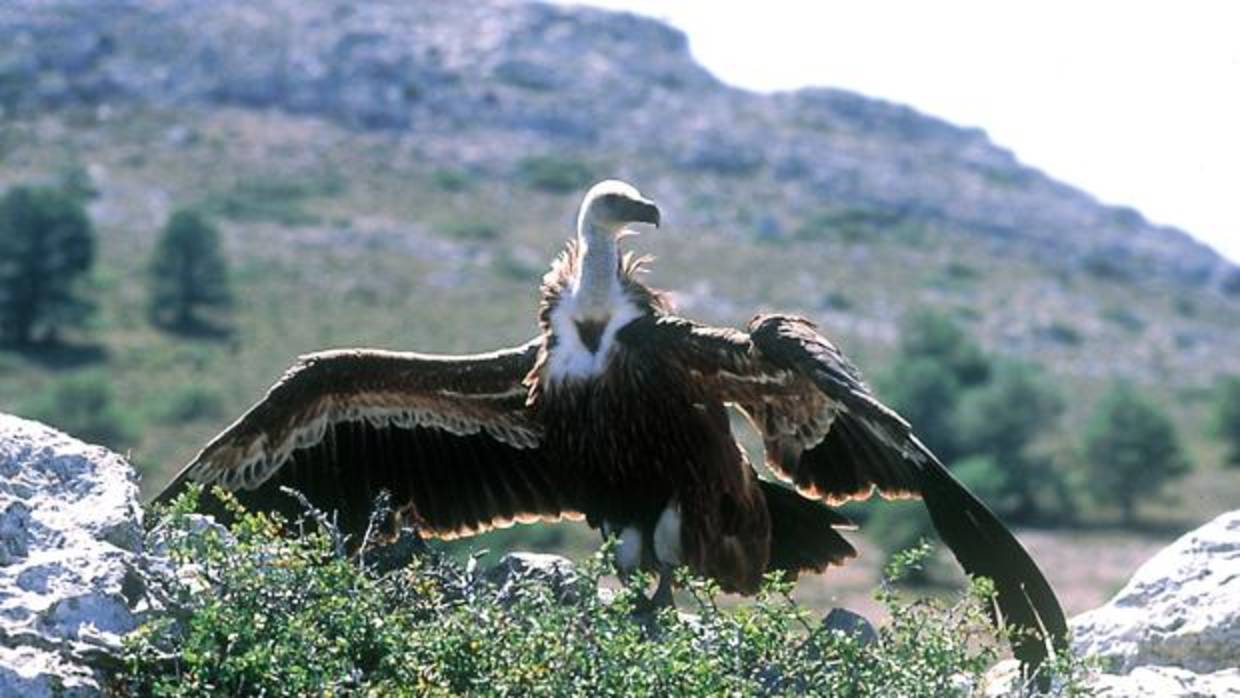 Ejemplar de buitre leonado