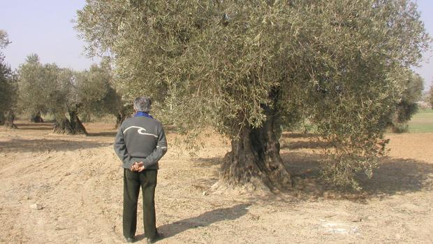 Aceite de oliva para familias necesitadas en Daimiel