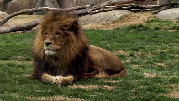 Muere Keops, «el rey de la selva» de Bioparc