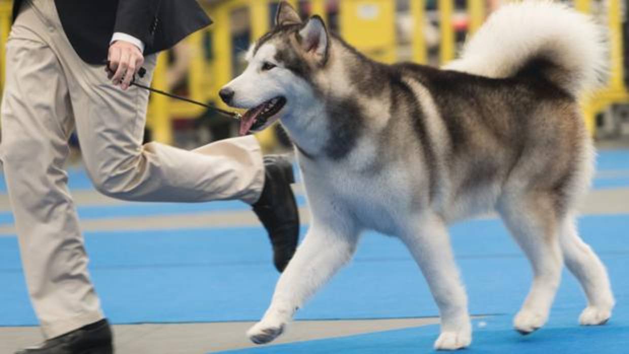 Un perro nórdico durante una exposición canina en una imagen de archivo