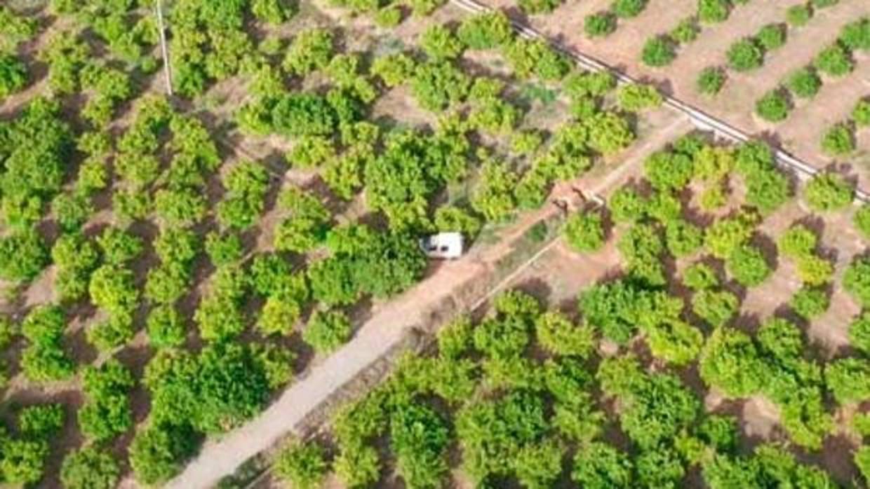 Imagen captada por el dron de la furgoneta del ladrón situada entre los naranjos durante el hurto
