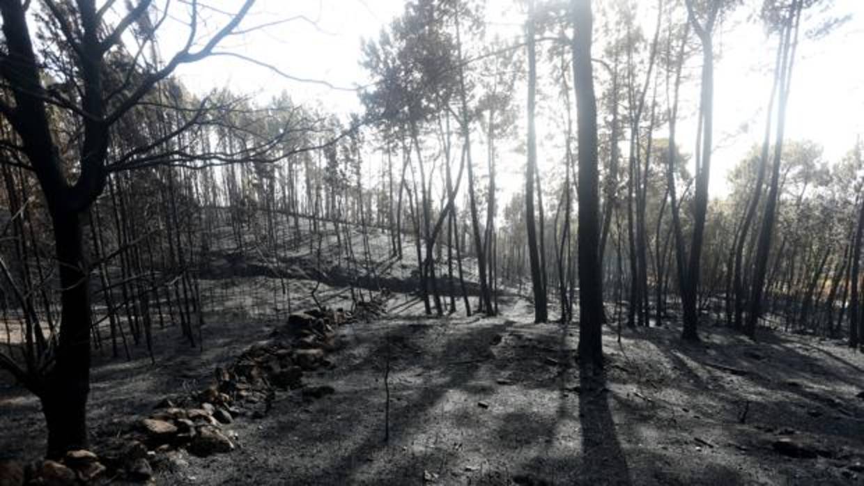 Terreno quemado en un incendio forestal